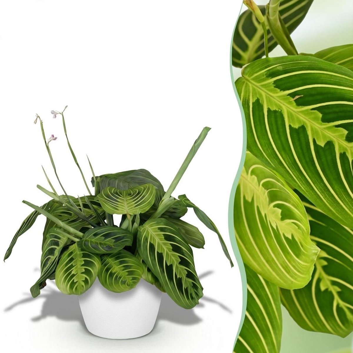 Plantenboetiek.nl | Maranta Fascinator Lemon Lime - Gebedsplant - Huisdiervriendelijke Plant - Groen - met Potter Wit - Ø12cm - 25cm hoog - Kamerplant - Arrangement - Plant met pot