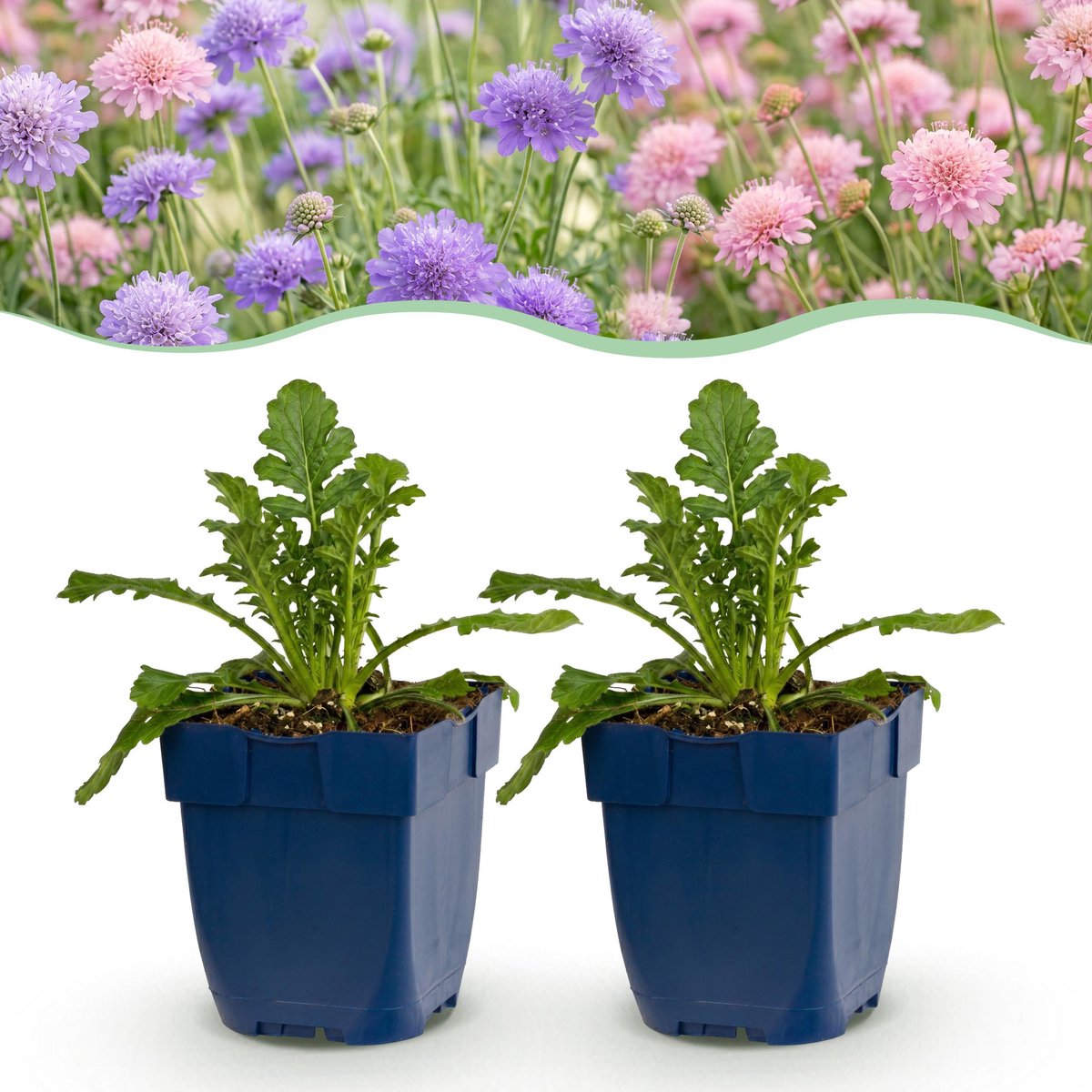 Plantenboetiek.nl | Scabiosa Duo - Duifkruid - Bijen en Vlinderlokkers - Paars - Roze - 6 Planten - Ø11cm - 15-25cm hoog - Tuinplant