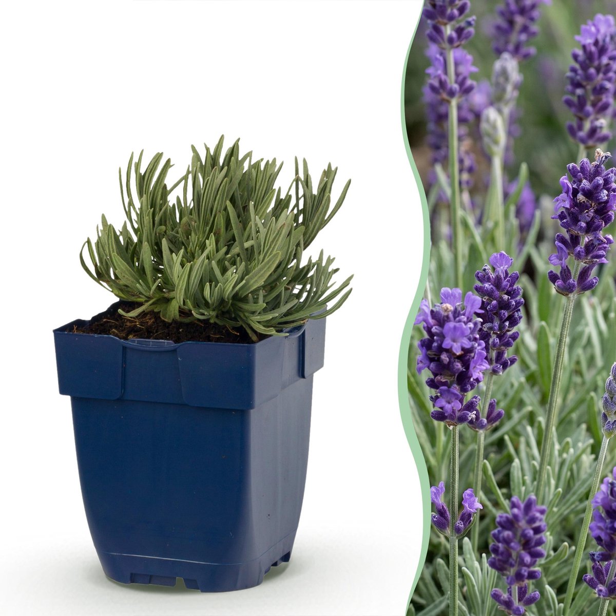 Plantenboetiek.nl | Lavandula ang. Munstead - Lavendel - Geurend - Paars - 12 Planten - Ø11cm - 15-25cm hoog - Tuinplant
