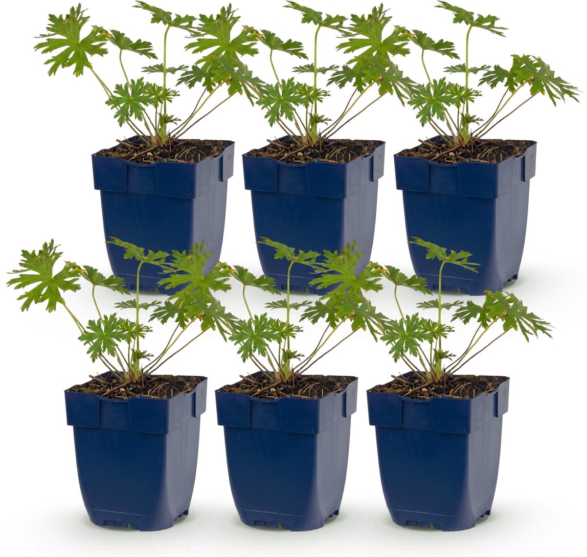 Plantenboetiek.nl | Geranium Johnson's Blue - Ooievaarsbek - Bodembedekkend - Blauw - 6 Planten - Ø11cm - 15-25cm hoog - Tuinplant