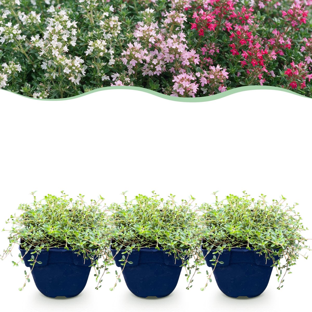 Plantenboetiek.nl | Thymus Tricolour - Tym - Bodembedenkend - Roze - Rood - Wit - 6 Planten - Ø11cm - 15-25cm hoog - Tuinplant