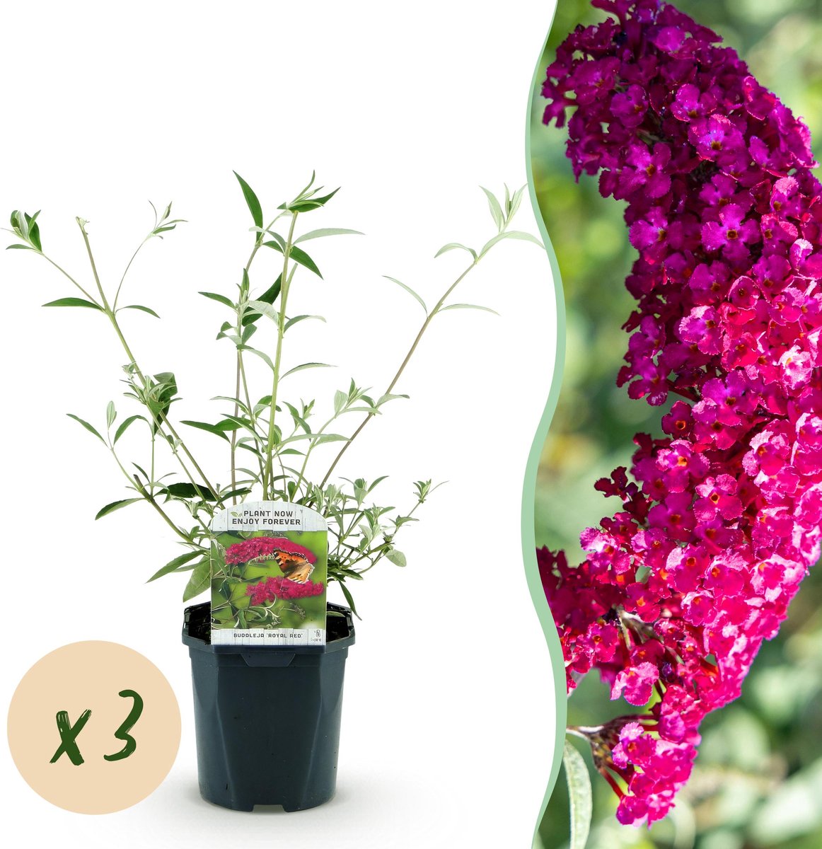 Plantenboetiek.nl | Buddleja davidii Royal Red - Vlinderstruik - Winterhard - Rood - 3 Planten - Ø17cm - 35-45cm hoog - Tuinplant