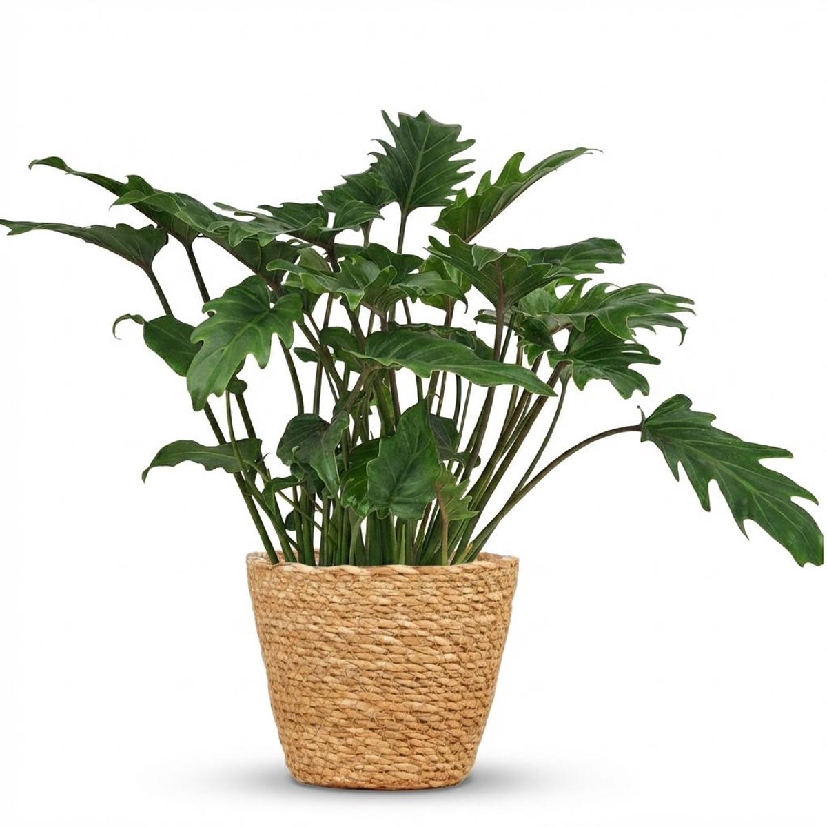 Plantenboetiek.nl | Philodendron - Philodendron Xanadu - Groen - Weinig onderhoud - met Mand - Ø19cm - 50-60cm hoog - Kamerplant - Groenblijvend
