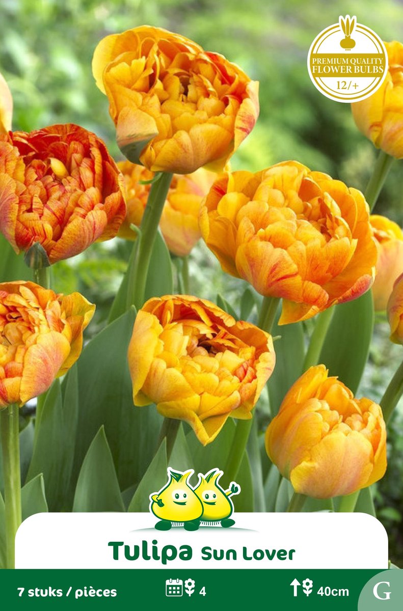 2 Zakjes Dubbele Tulpen Sun Lover maat 12/+