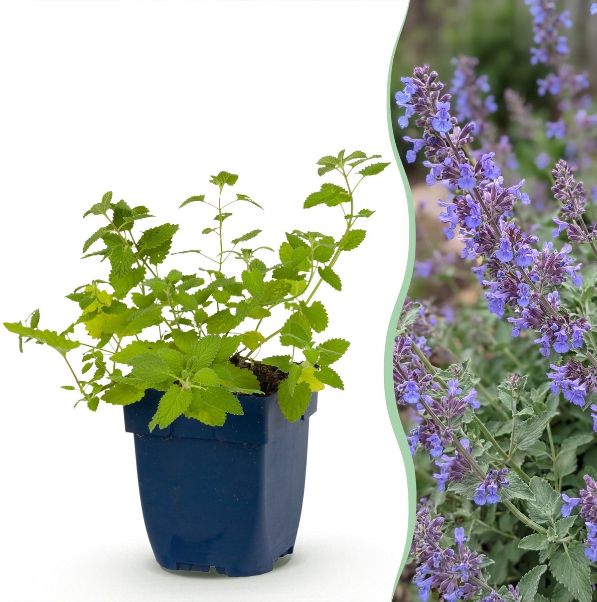 Green boutiQ - Vasteplant - Nepeta faassenii 'Six Hills Giant' - Kattenkruid - Bijen- en vlinderlokkers - Paars - 1 Plant - Pot 11cm - Hoogte 15-25cm