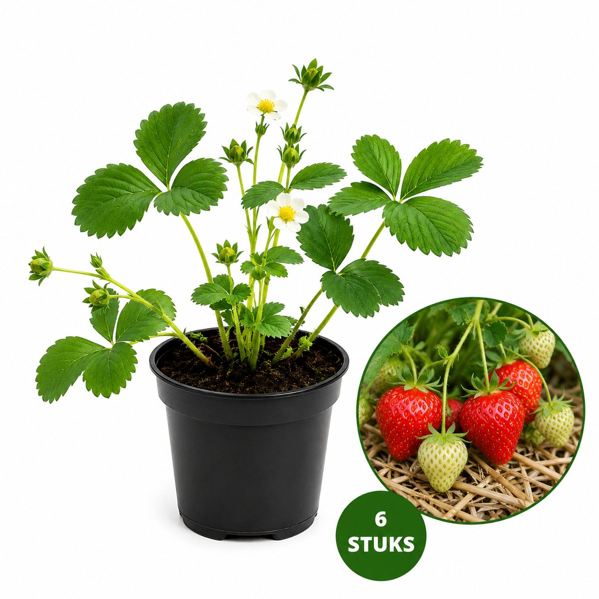 Aardbei Plantjes Darselect – 6 Stuks – Zomerbloeier – Zoete Aardbeien – Moestuin Planten