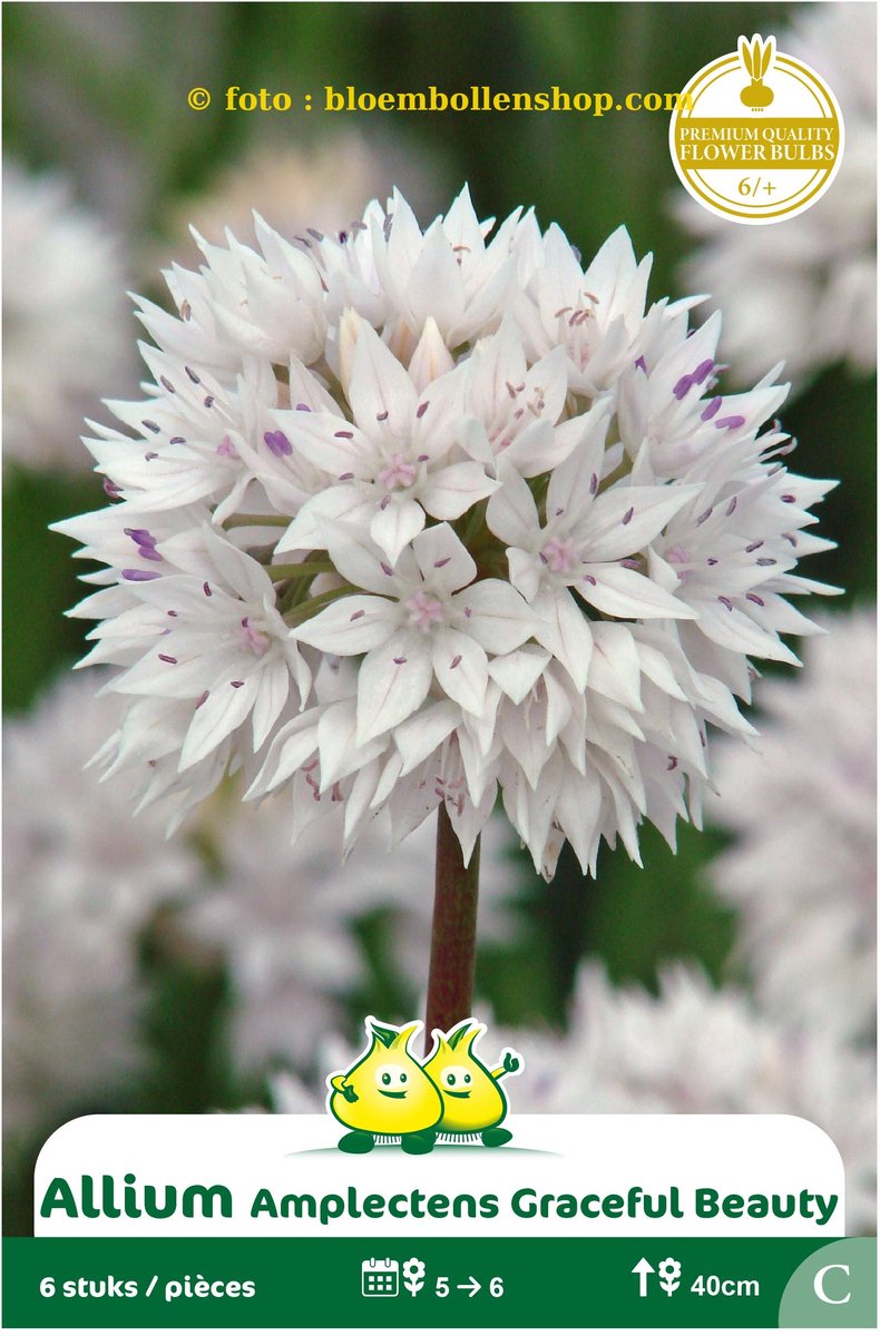 3 Zakjes allium amplectens gracefull beauty maat 6/+
