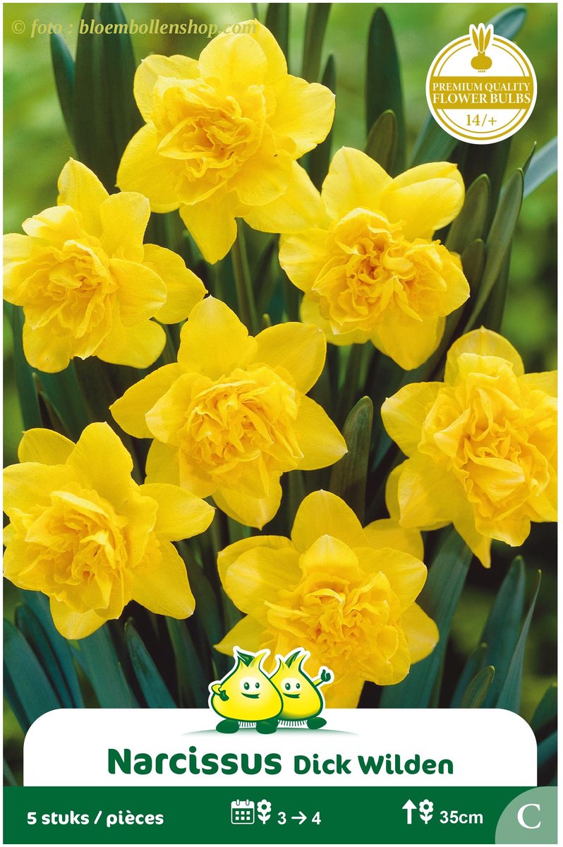 3 Zakjes Dubbele Narcis Dick Wilden maat 14/+