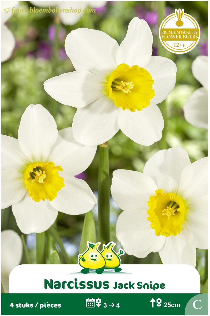 3 Zakjes Botanische Narcis Jack Snip maat 12/+