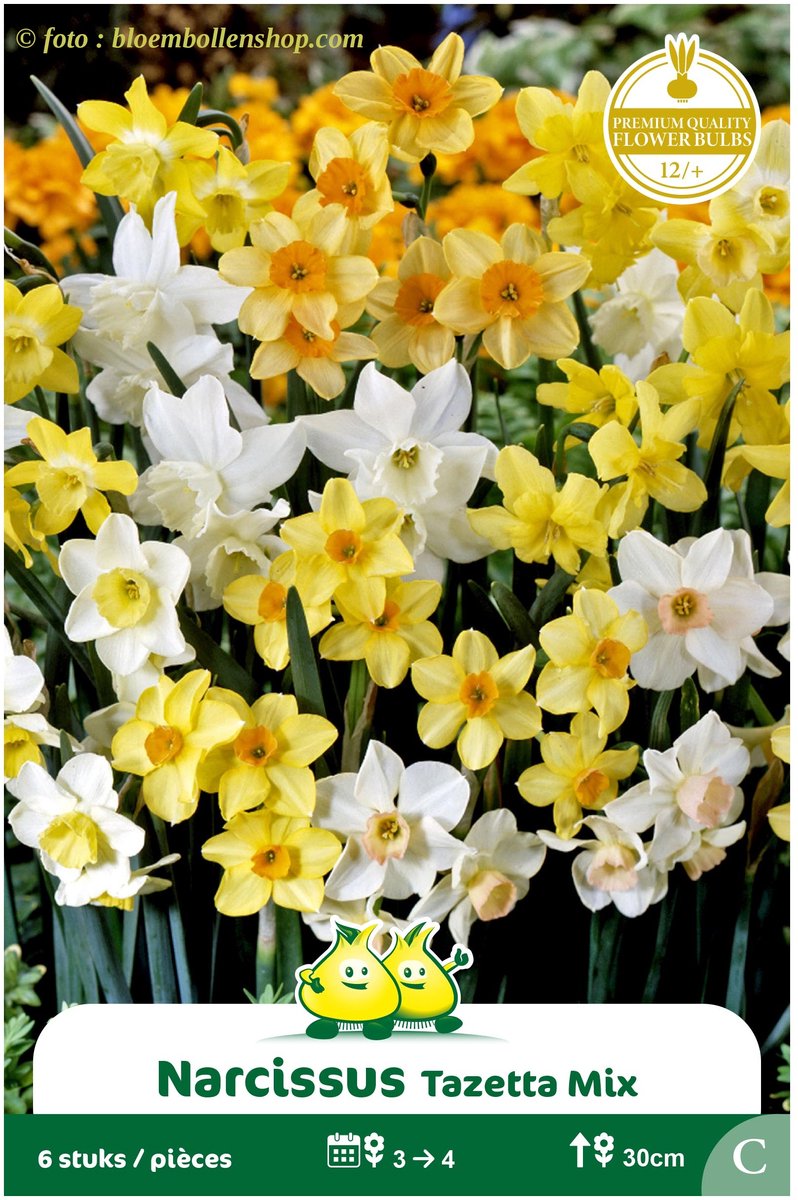 3 Zakjes Narcis Meerbloemig Tazetta mix maat 14/+