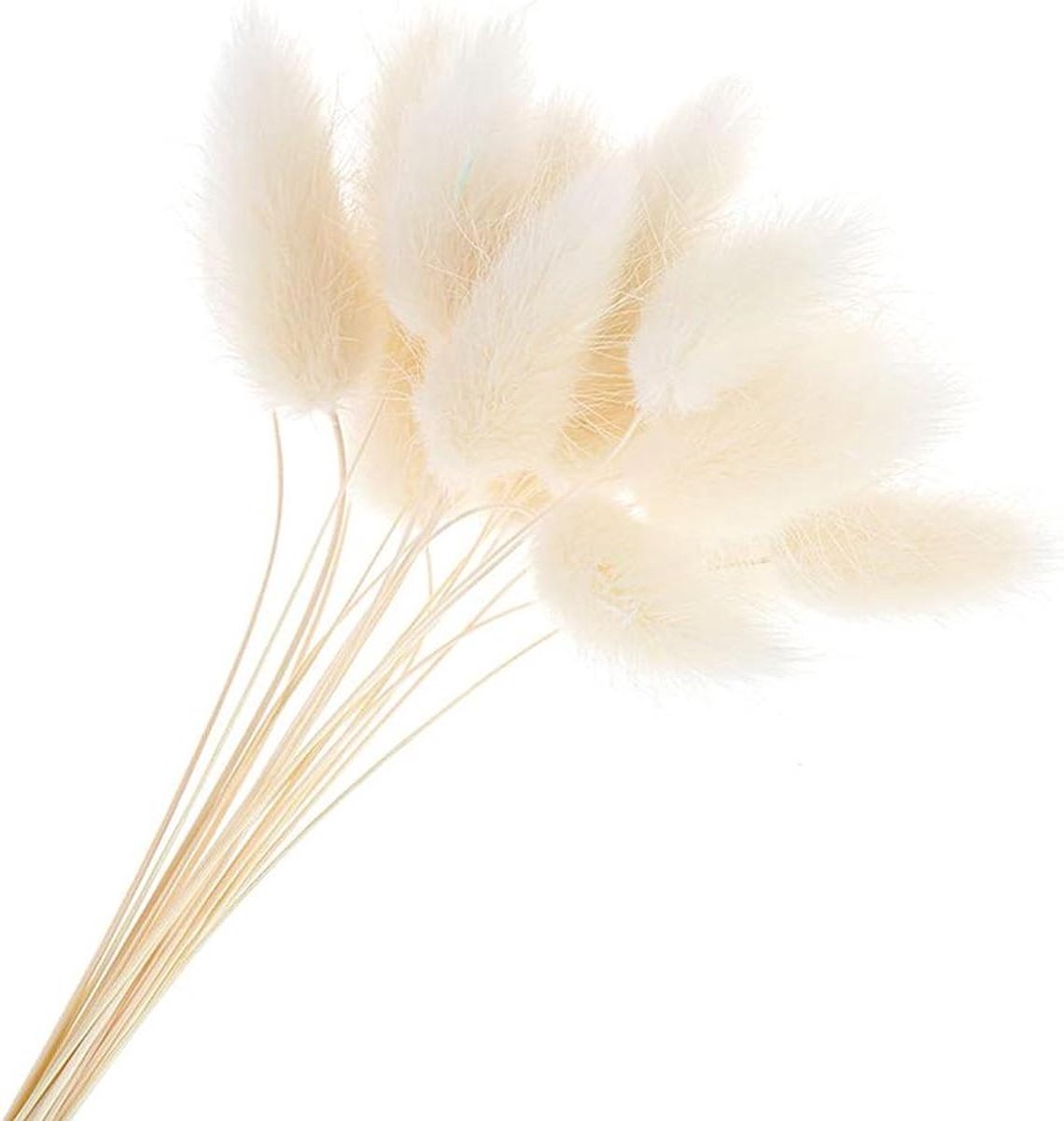 Gedroogde Rabbit Tail Grass - Pluizige Bloem - Decoratie Huis - Natuurlijk Materiaal - 45 cm - Wit