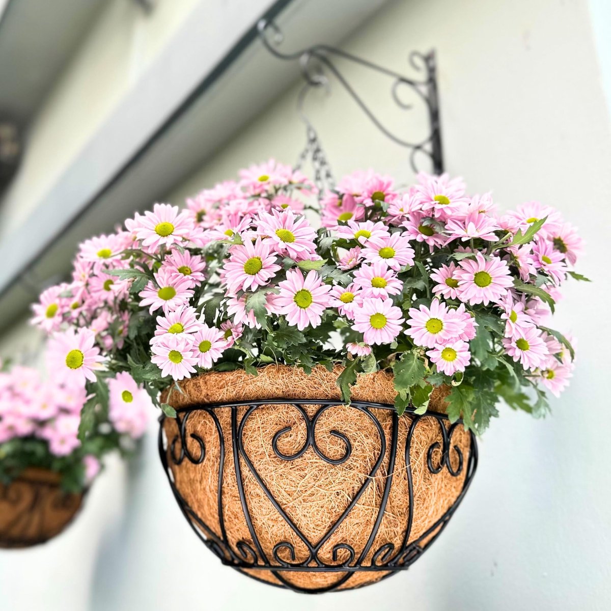 NOVIIML Ging-plantenmand (6 stuks, 40,6 cm), extra grote hangende bloempot met kokosvezels, zwart, metaaldraad, ronde plantenstandaard met haken, voor buiten, veranda, terras, terras, balkon,