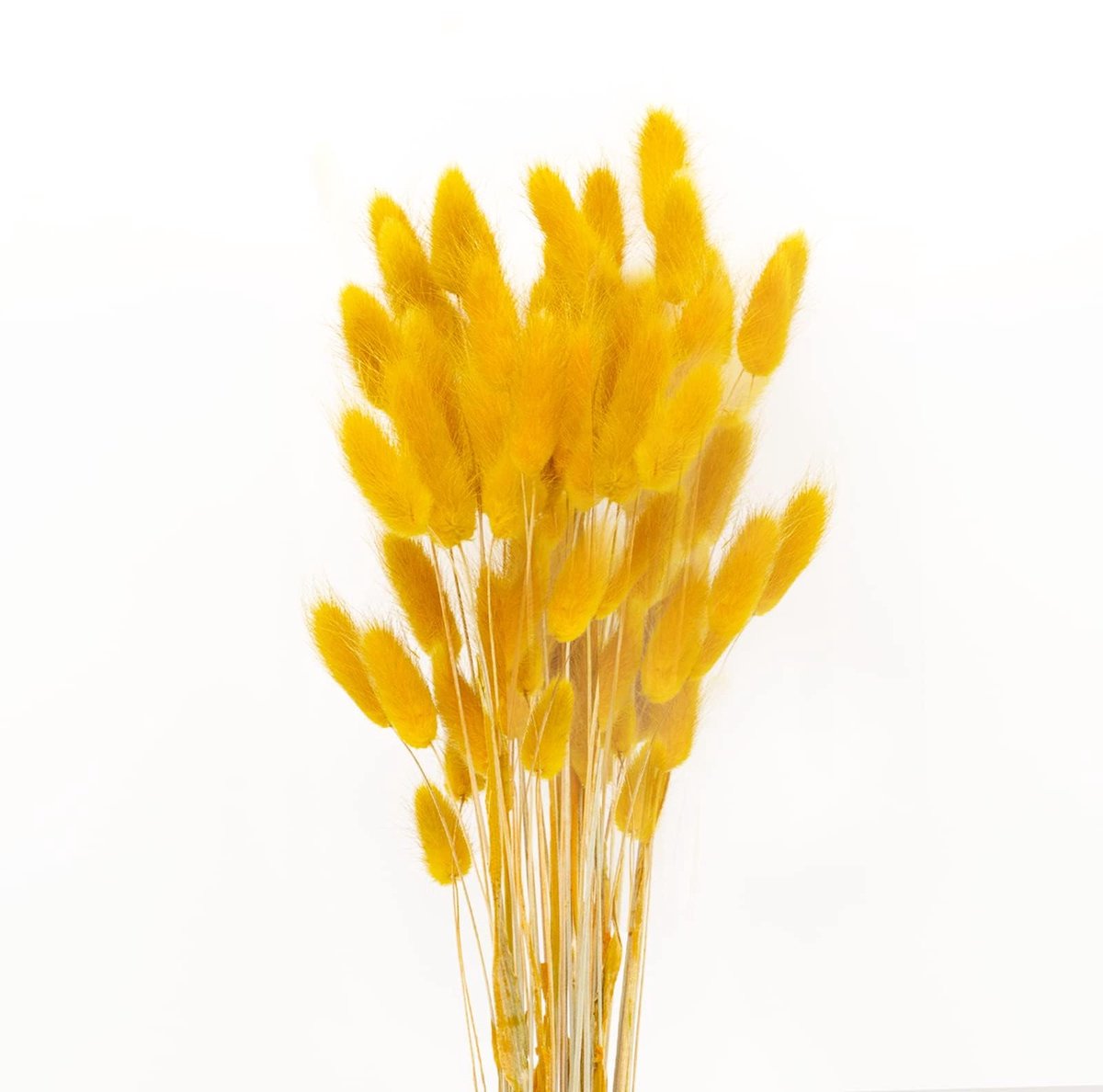 50 Sticks Pampas Gras Gedroogde Bloemen Geen Geur Nooit Verdorren Gedroogde Bloemen Boeket Boho Decor Extra Fluffy Decoratieve Woonaccessoires (Mosterdgeel)