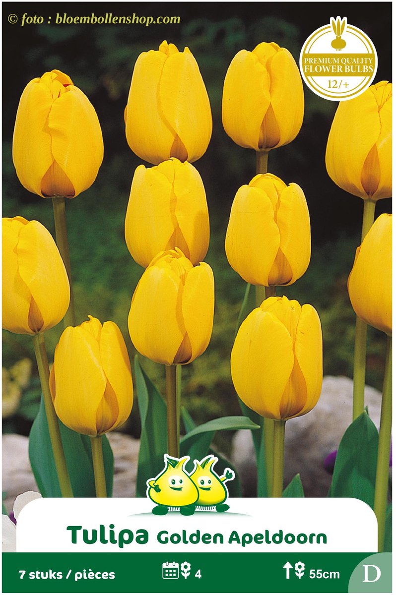 2 Zakjes Darwin Tulp Golden Apeldoorn maat 12/+