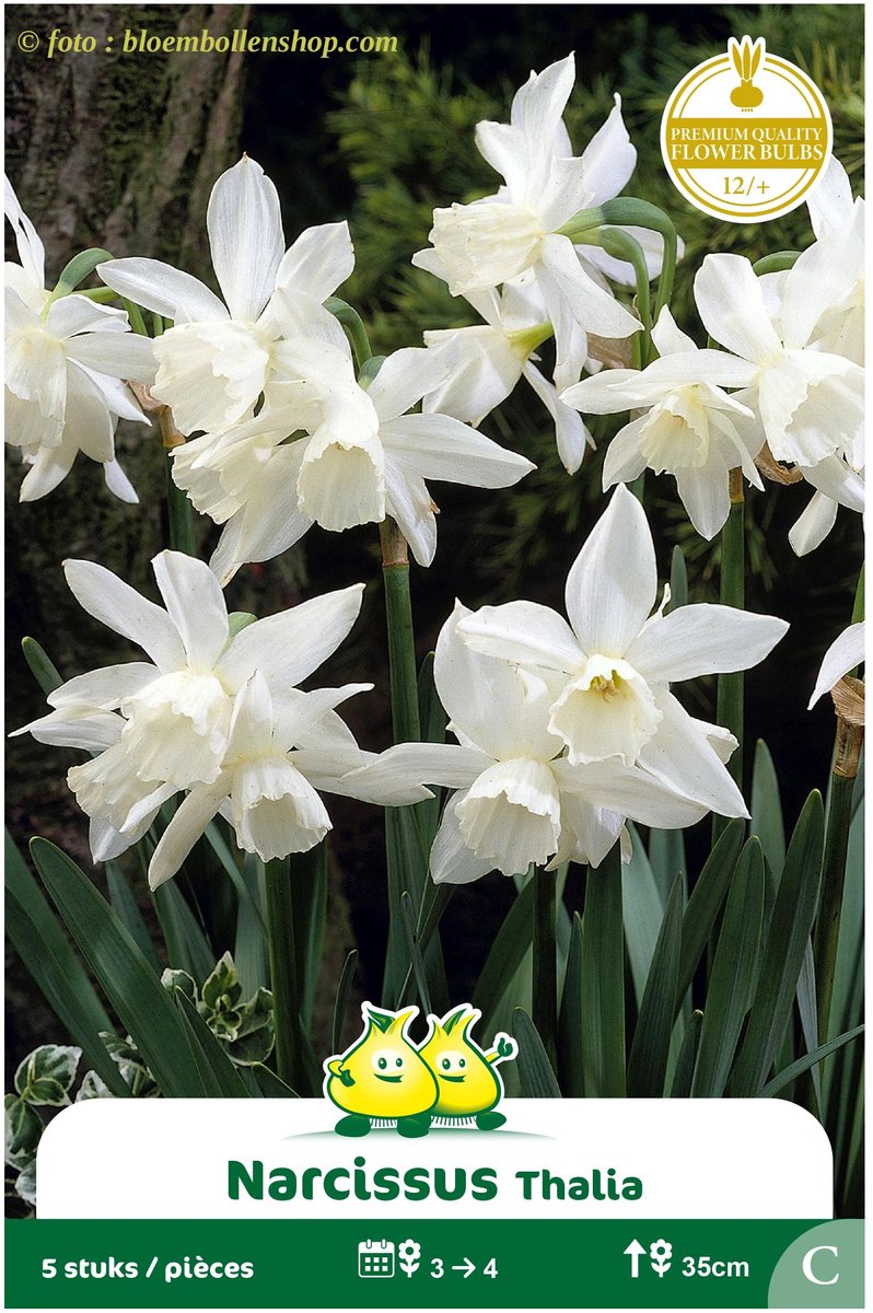 3 Zakjes Botanische Narcis Thalia maat 12/+