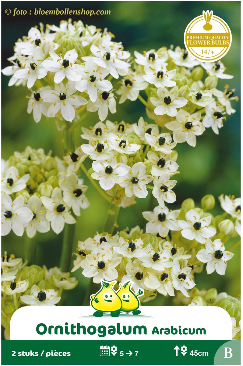 4 Zakjes Ornithogalum Arabicum maat 8/+