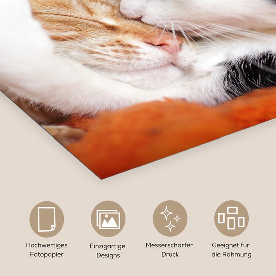 Poster 100x100 cm - Katten - Knuffel - Dierendag - Posters - Kamer decoratie - Wanddecoratie woonkamer - Muurdecoratie slaapkamer XXL