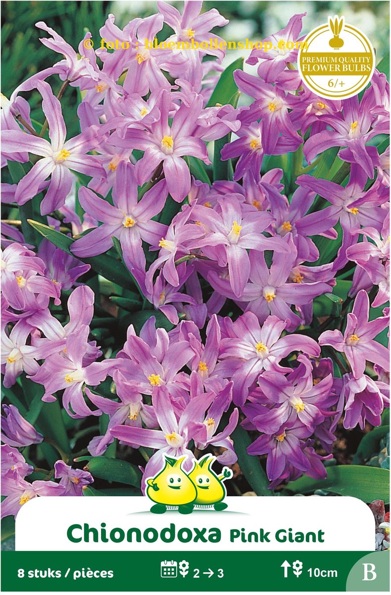 4 zakjes Chionodoxa Pink Giant maat 6/+