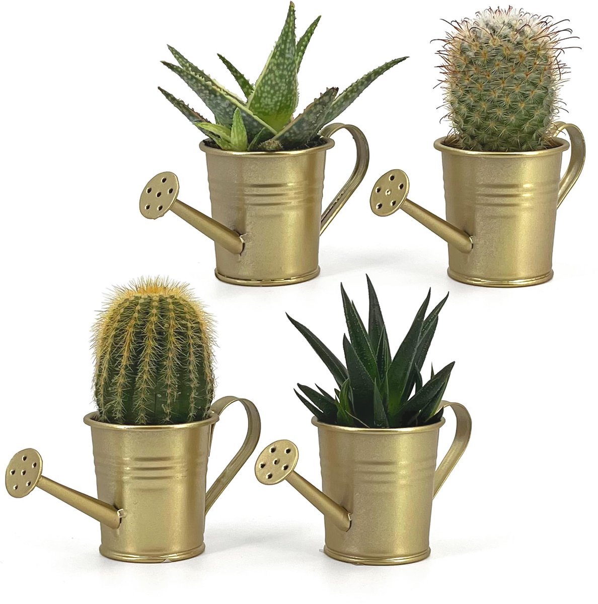 Vaas, voor vetplanten, kleine bloemen, decoratie voor huis, tuin, balkon (goud)