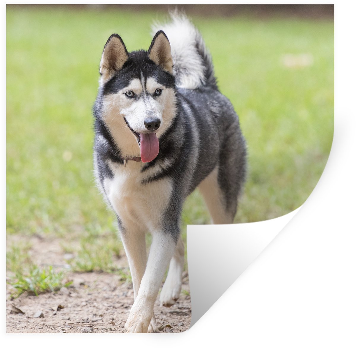 Muurstickers - Sticker Folie - Husky in het park - 30x30 cm - Plakfolie - Muurstickers Kin