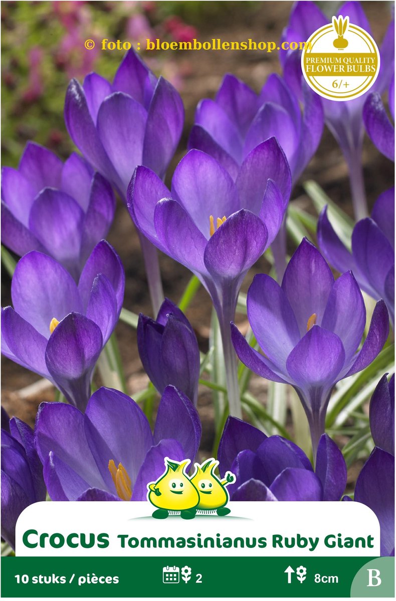 4 Zakjes Botanisch Crocus Ruby Giant maat 6/+