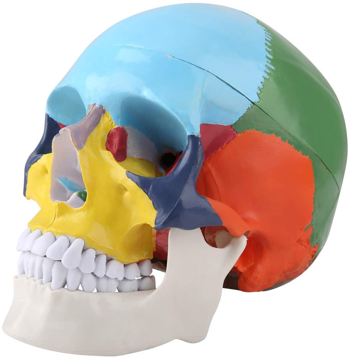 Anatomie Schedel Modelkit, Kleurrijk Didactisch Model Volwassen Menselijke Schedel Model Versie met ID-kaart voor Medisch Onderwijs