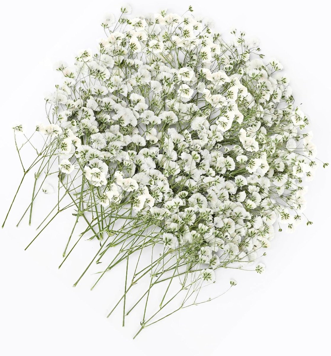 Gedroogde witte droogbloemen om te knutselen, droogbloemen, gedroogde bloemen voor doe-het-zelf fotolijst, bladwijzer, wenskaarten, 5-10 cm