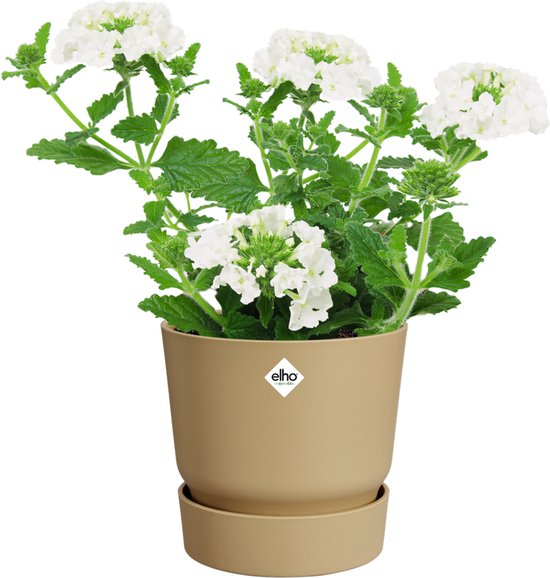 Goudkleurige pot met een witte bloeiende plant met veel kleine bloemen en groene bladeren.