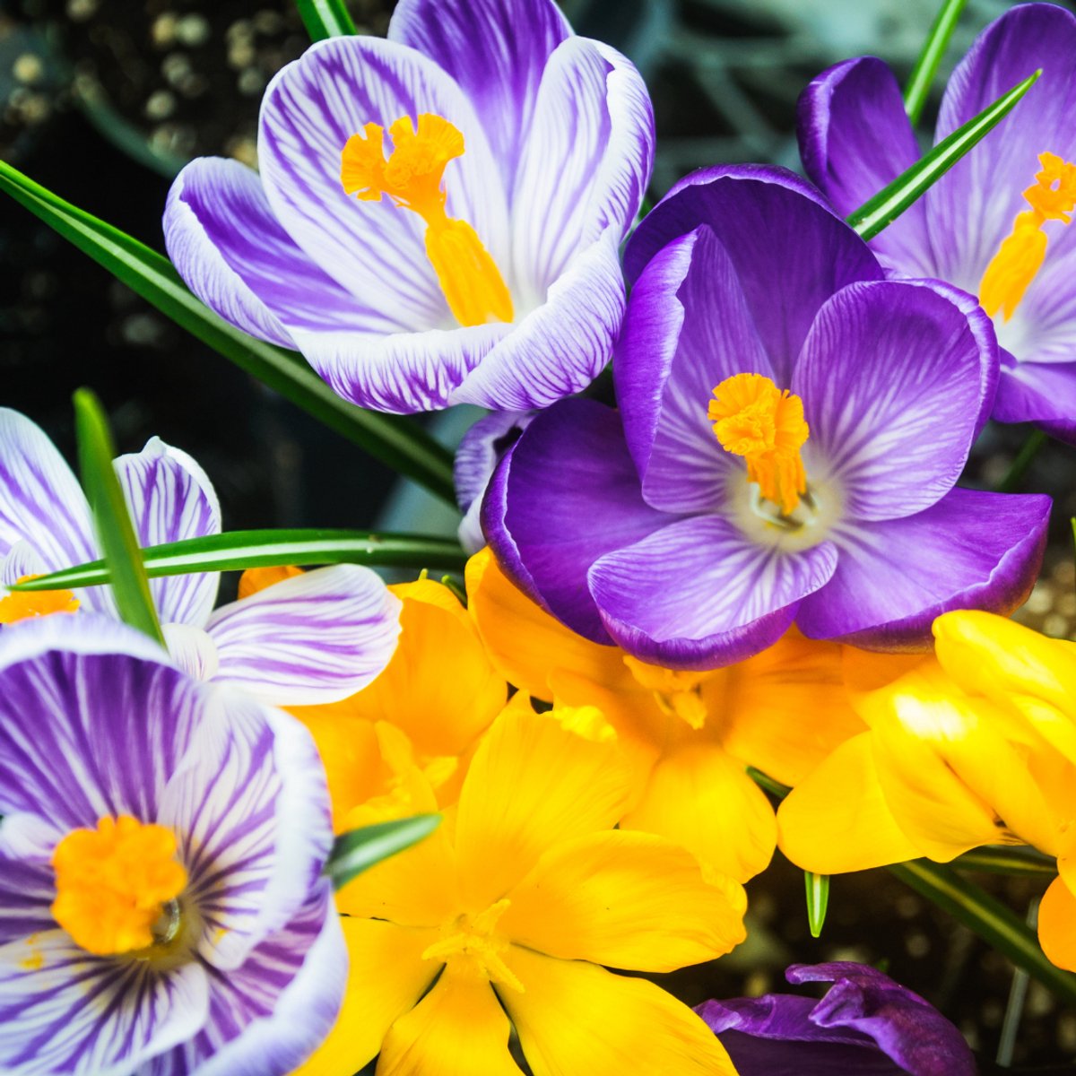 Voorjaarskrokus (Crocus Vernus) - Krokus Grootbloemig Mix - Crocus (Grootverpakking) - Bijen-Vlinders - Voorjaarsbollen - bloeit in Februari / Maart
