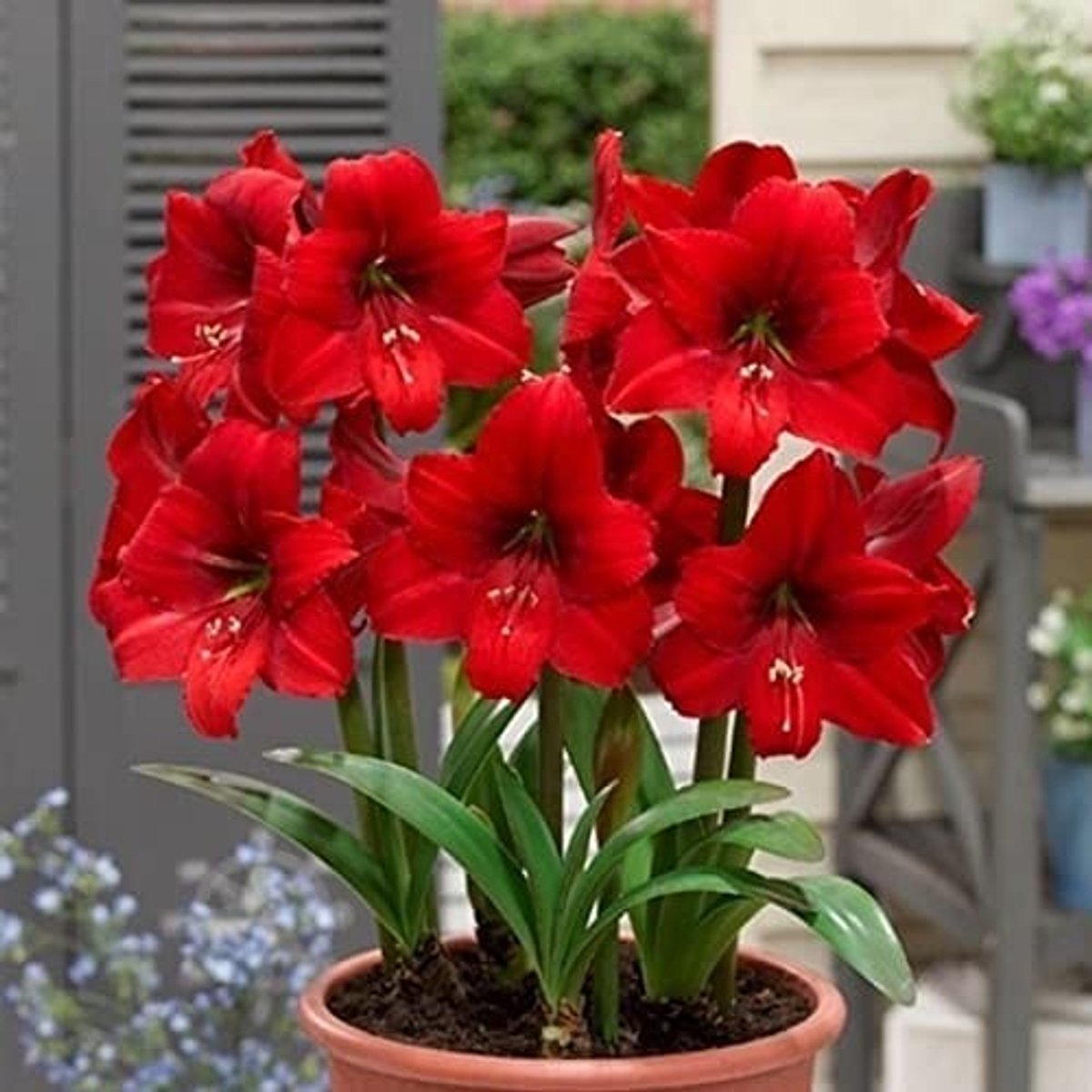 Elzusha - Set van 1 Amaryllis Bulb voor Prachtige Bloei