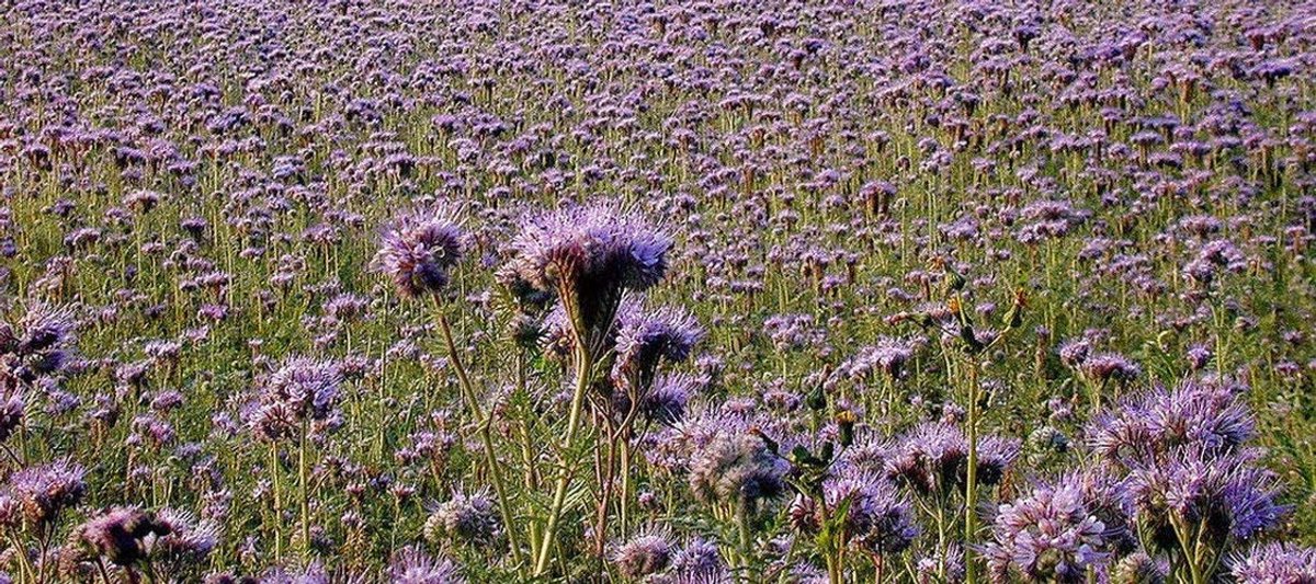 Elzusha - Phacelia Tanacetifolia Zaden voor Groenbemesting
