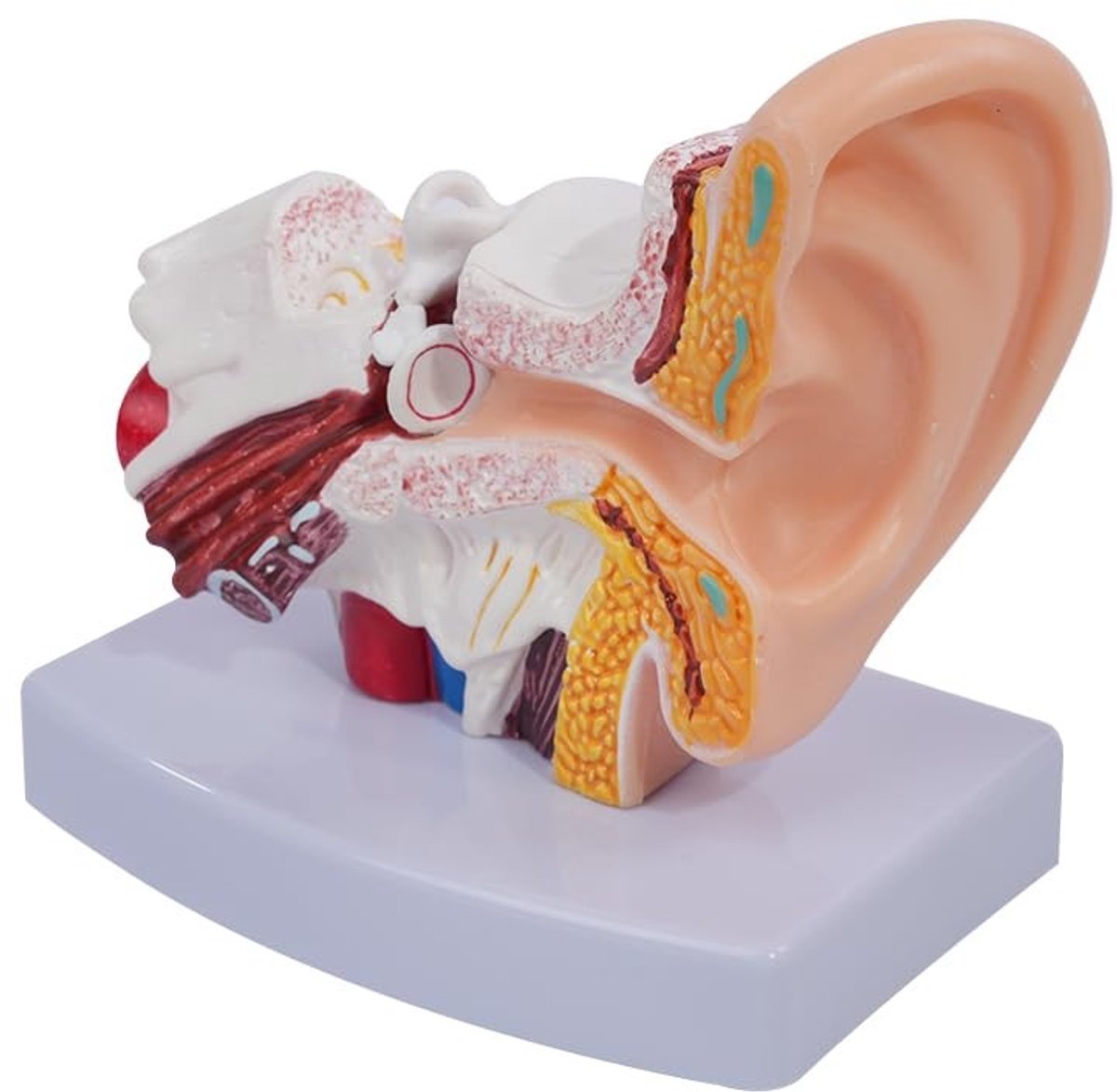 SolidKeus - 1.5x Menselijk Oor Anatomie Model voor Educatief Gebruik