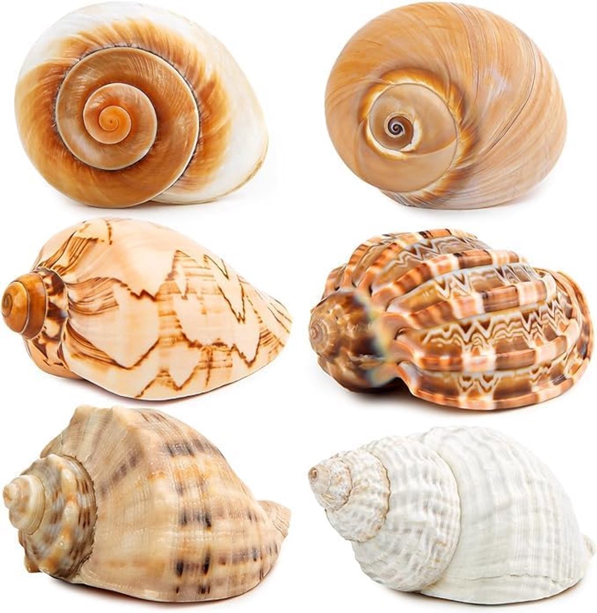 6 stuks grote heremietkreeften, natuurlijke zeeschelpen, grote maat 3 - 3,5 inch, openingsmaat 3,8 - 6,3 cm, turbo-zeeschelpen voor heremietkreeften benodigdheden en stranddecoratie, grote