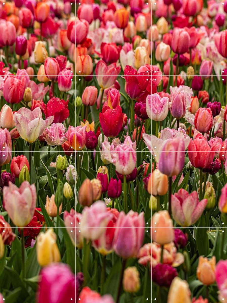 IXXI Keukenhof, Margriet Hulsker - 60 x 80 cm - Gratis ophangtool - Grote wanddecoratie en posters - Fotografie, Kleurrijk, Woonkamer, Slaapkamer