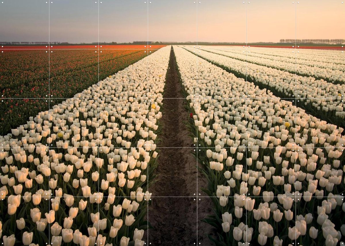 IXXI Dutch Tulip Sunset, Claire Droppert - 140 x 100 cm - Gratis ophangtool - Grote wanddecoratie en posters - Fotografie, Gang, Eetkamer, Woonkamer