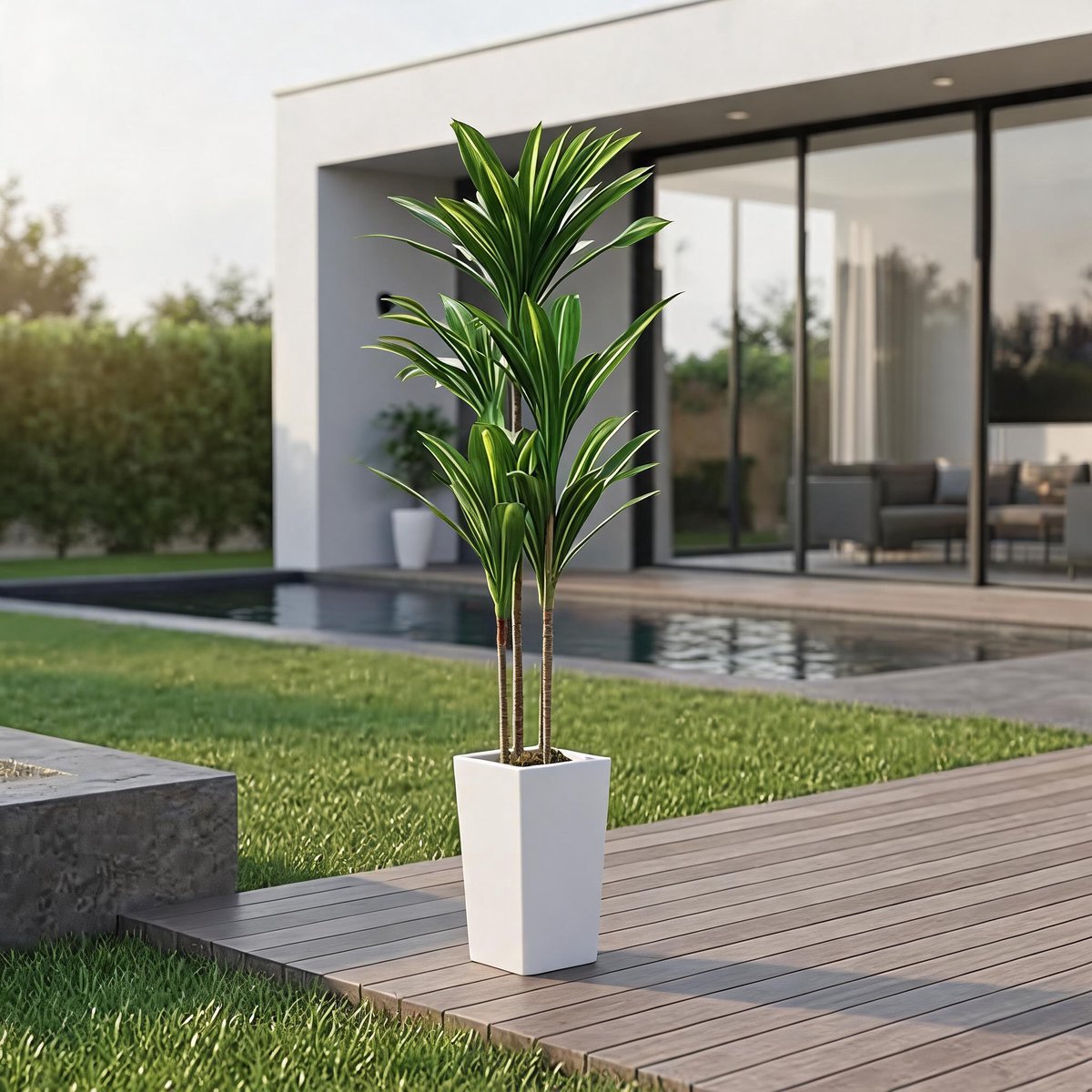 Danky - Premium 4.8FT Braziliaanse Boom - Dracaena Fragrans Met Stabiele Cementbasis