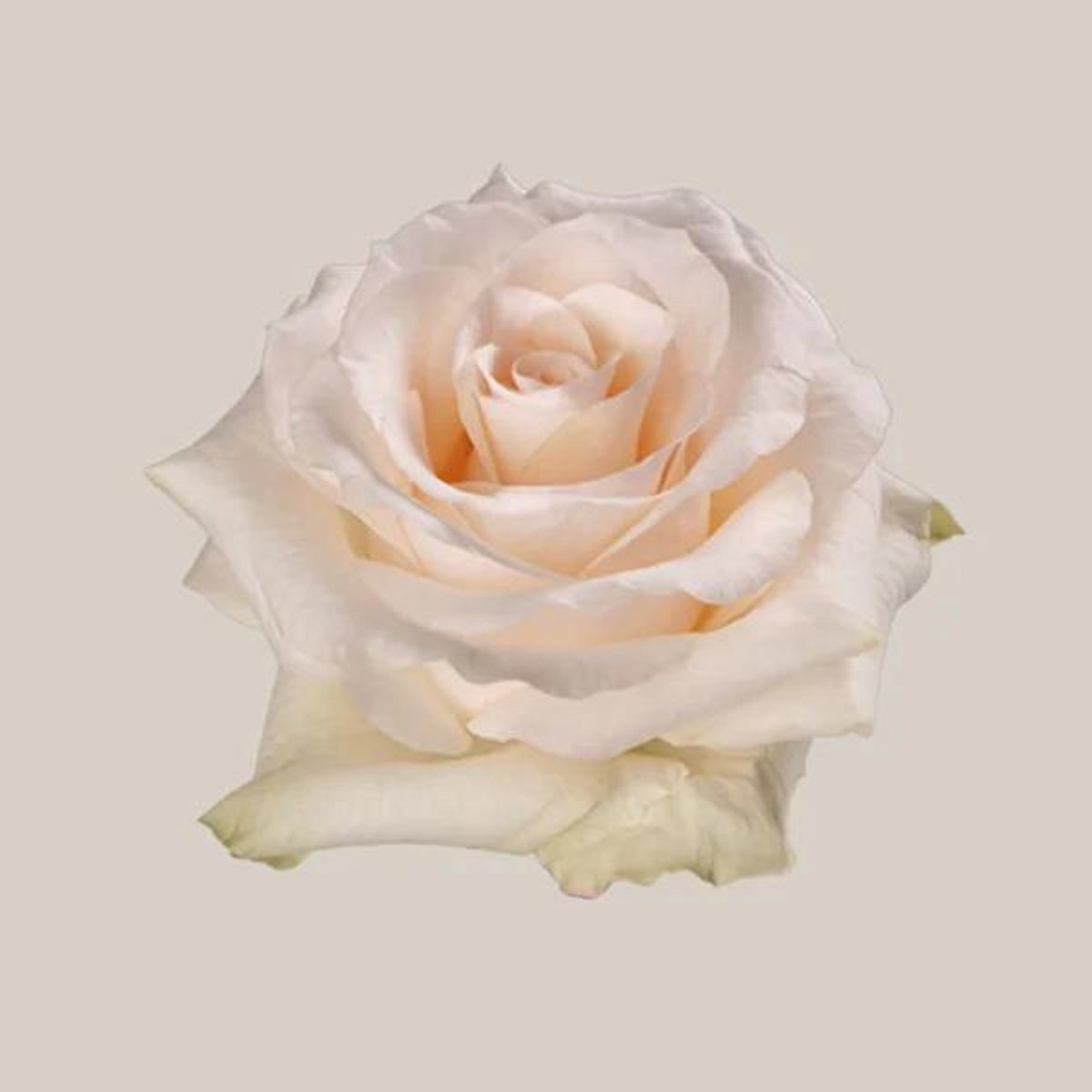 25x Rosa fancy dreams 50cm