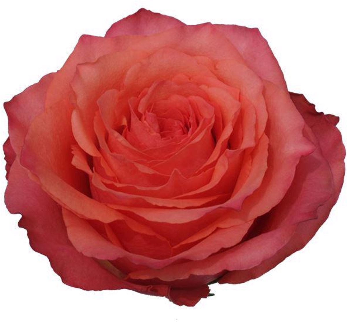 25x Rosa hard rock 60cm