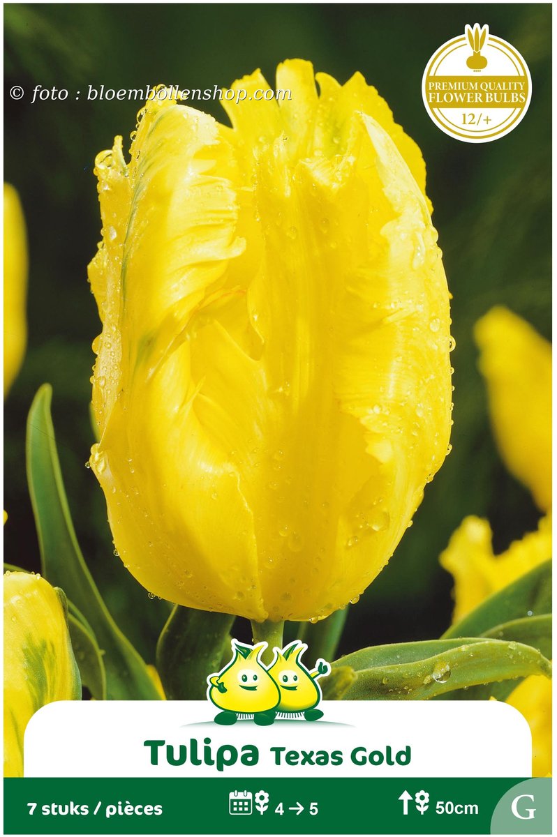 2 Zakjes Parkiet Tulpen Texas Gold maat 12/+