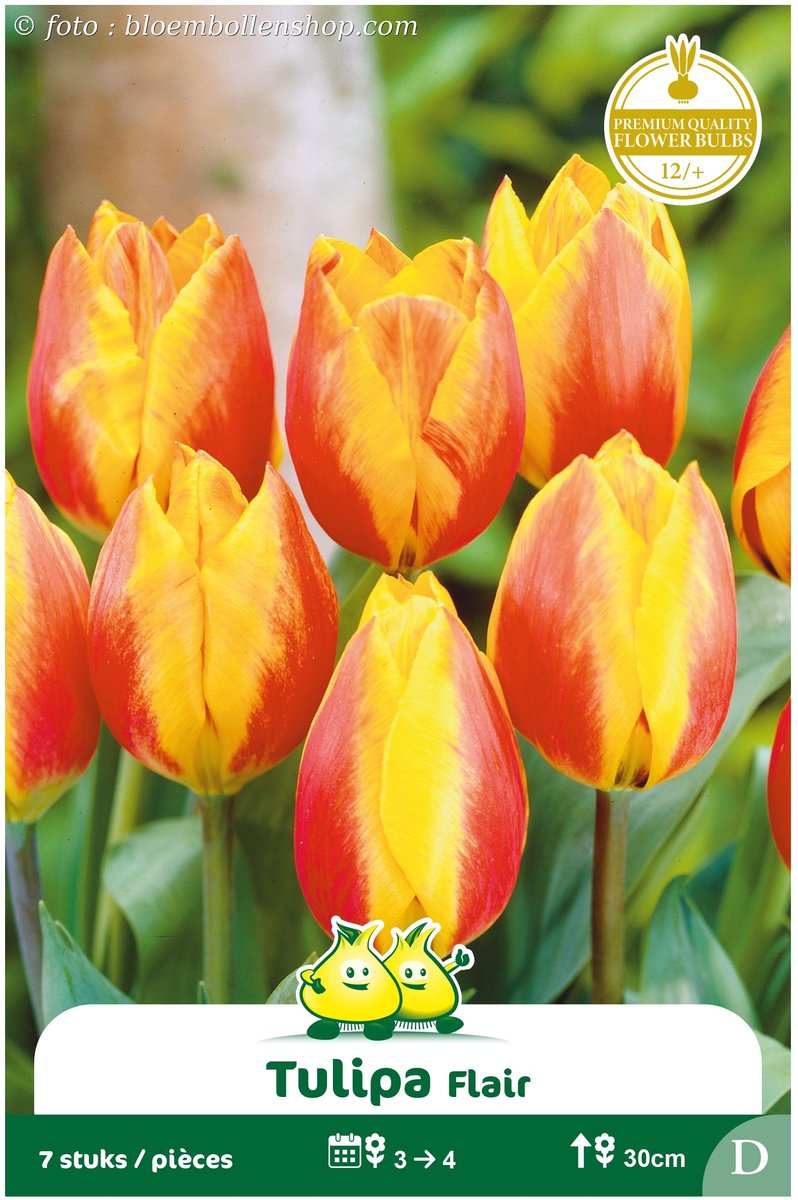 2 Zakjes Vroege Tulpen Flair maat 12/+