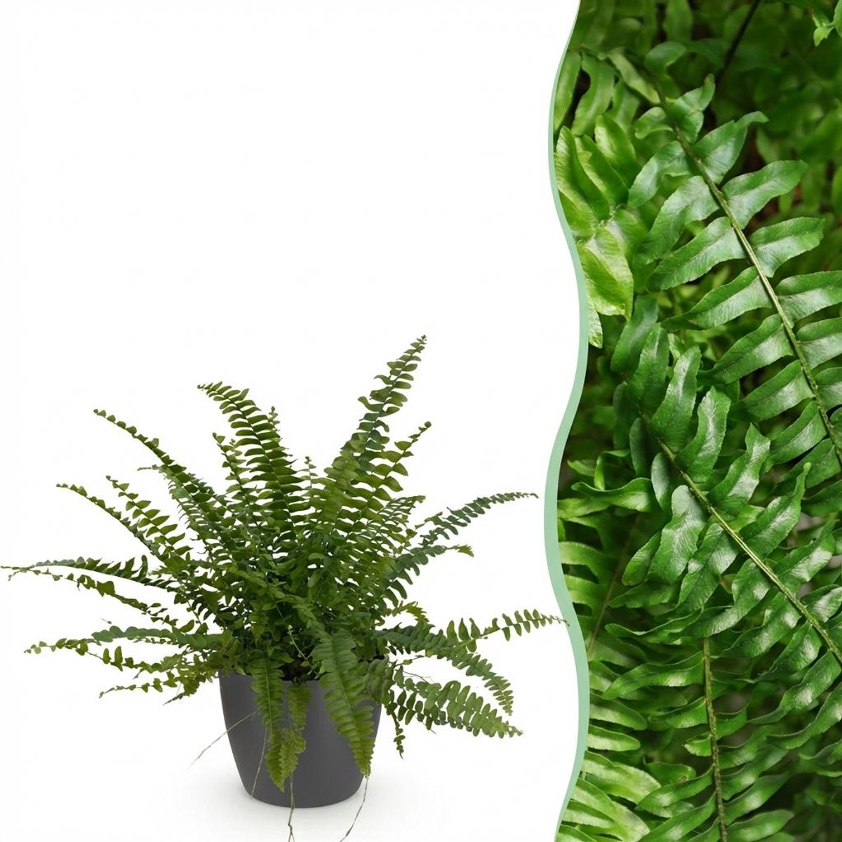 Kamerplant - Nephrolepsis exaltata Green Lady - Varen - Huisdiervriendelijke Plant - Groen - 1 Plant - met Potter Grijs - Pot 12cm - Hoogte 25cm