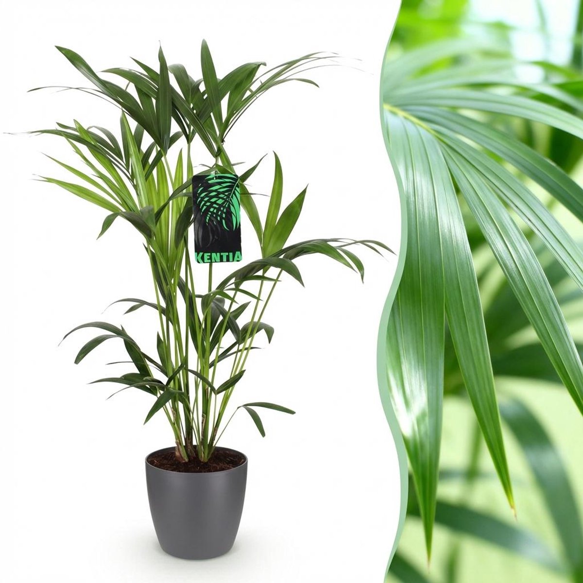 Kamerplant - Howea Forsteriana - Kentia Palm - Weinig Onderhoud - Groen - 1 Plant - met Potter Grijs - Pot 19cm - Hoogte 80-85cm