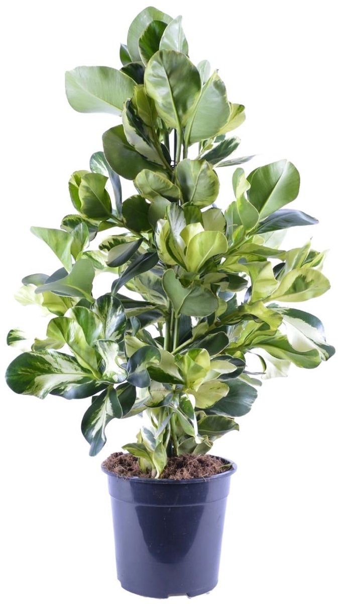 Clusia Rosea White Star - Ø24cm - 95cm