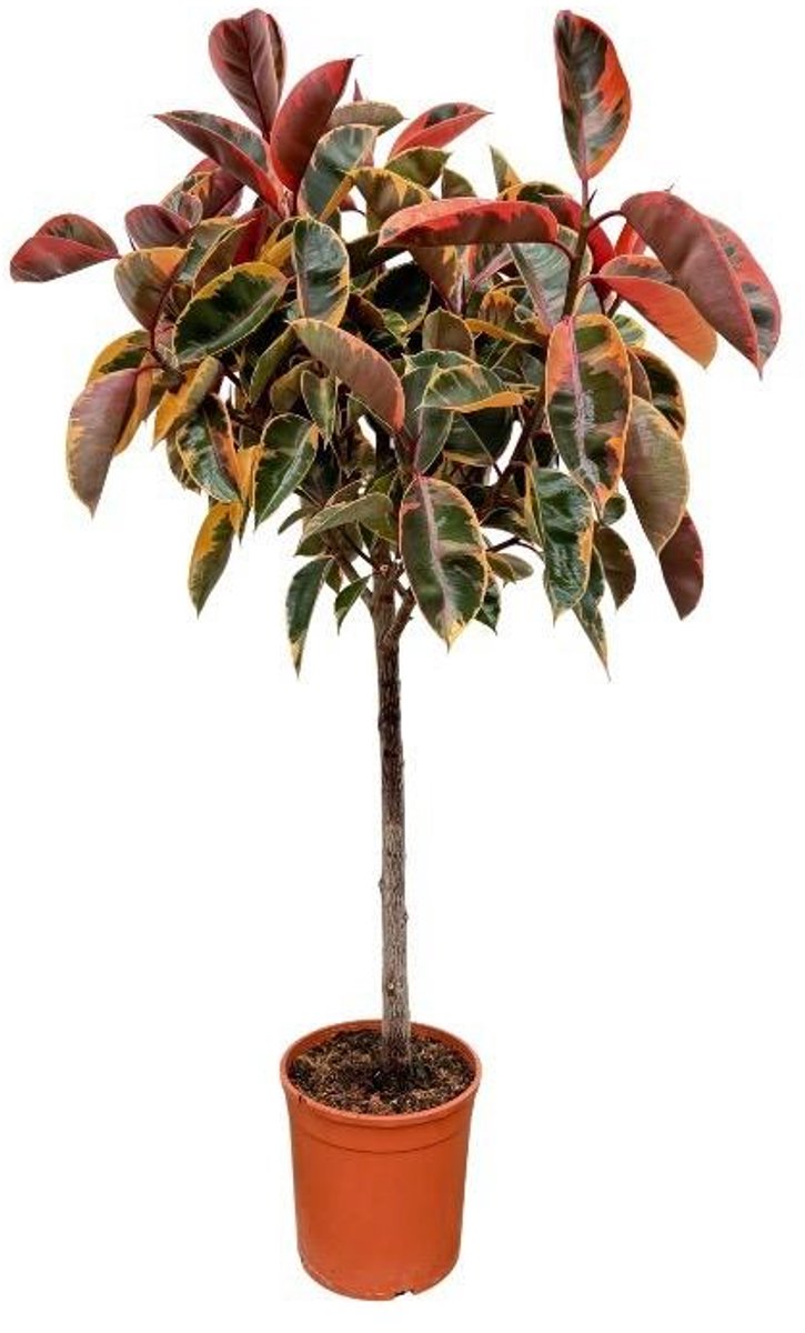 Ficus Elastica Belize op stam - 130 cm - ø24