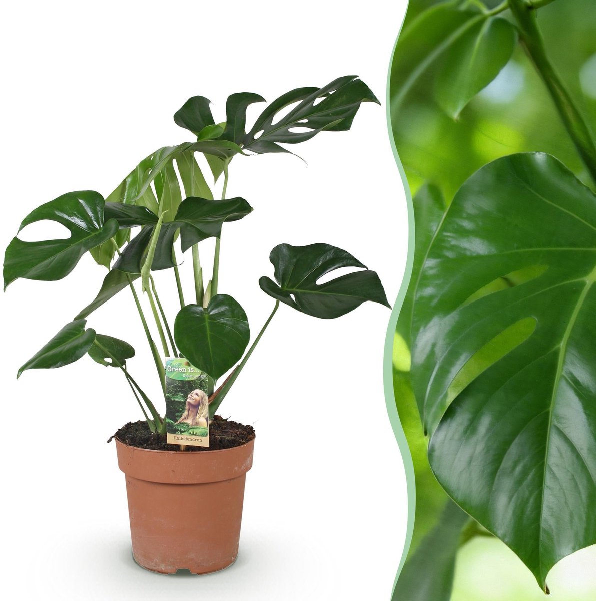 Green is... Kamerplanten - Monstera Deliciosa - Gatenplant - Weinig onderhoud - Groen - 1 Plant - Pot 17cm - Hoogte 50-55cm