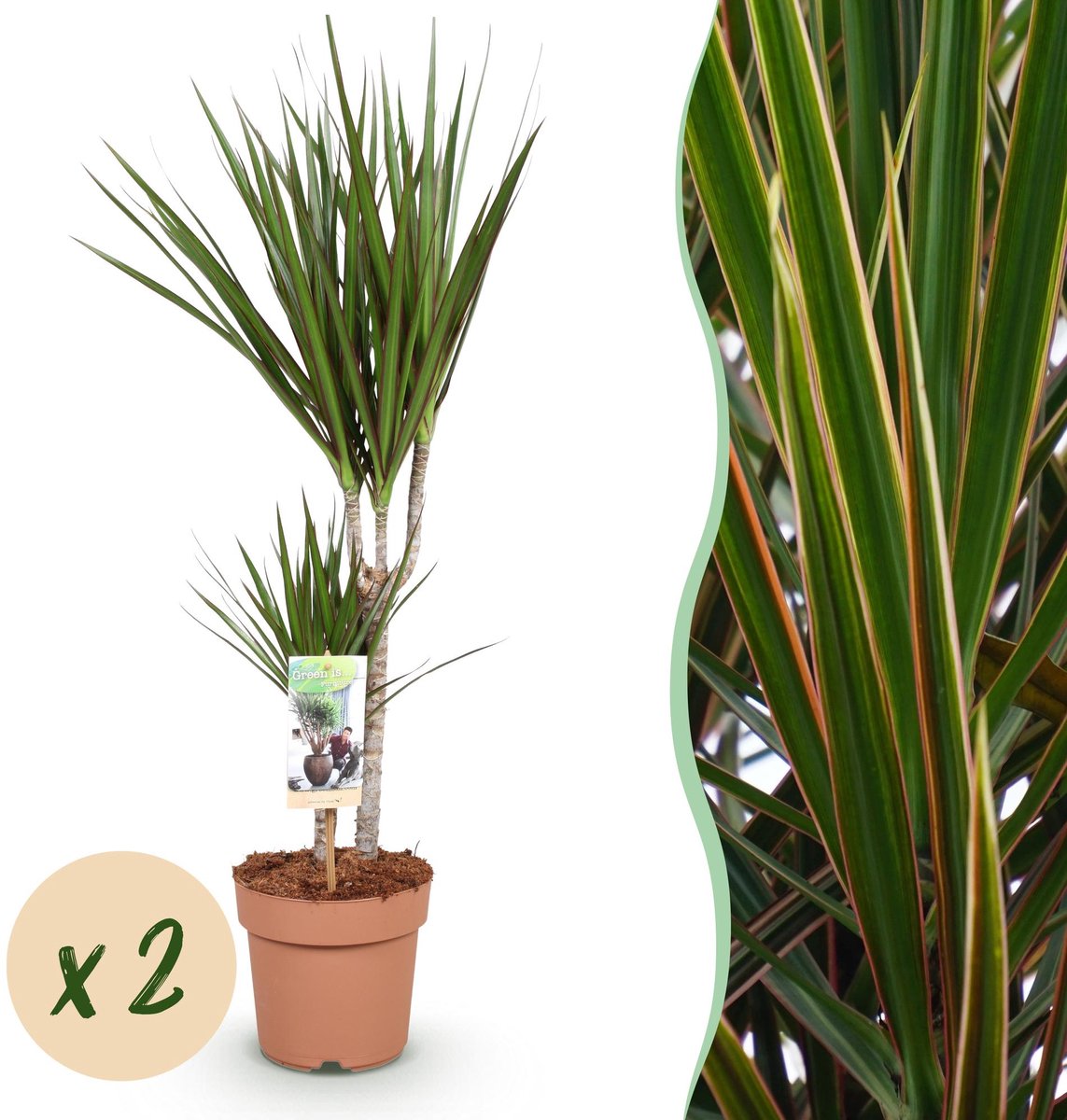 Green is... Kamerplanten - Dracaena Marginata - Drakenbloedboom - Weinig onderhoud - Groen - 2 Planten - Pot 17cm - Hoogte 70-80cm