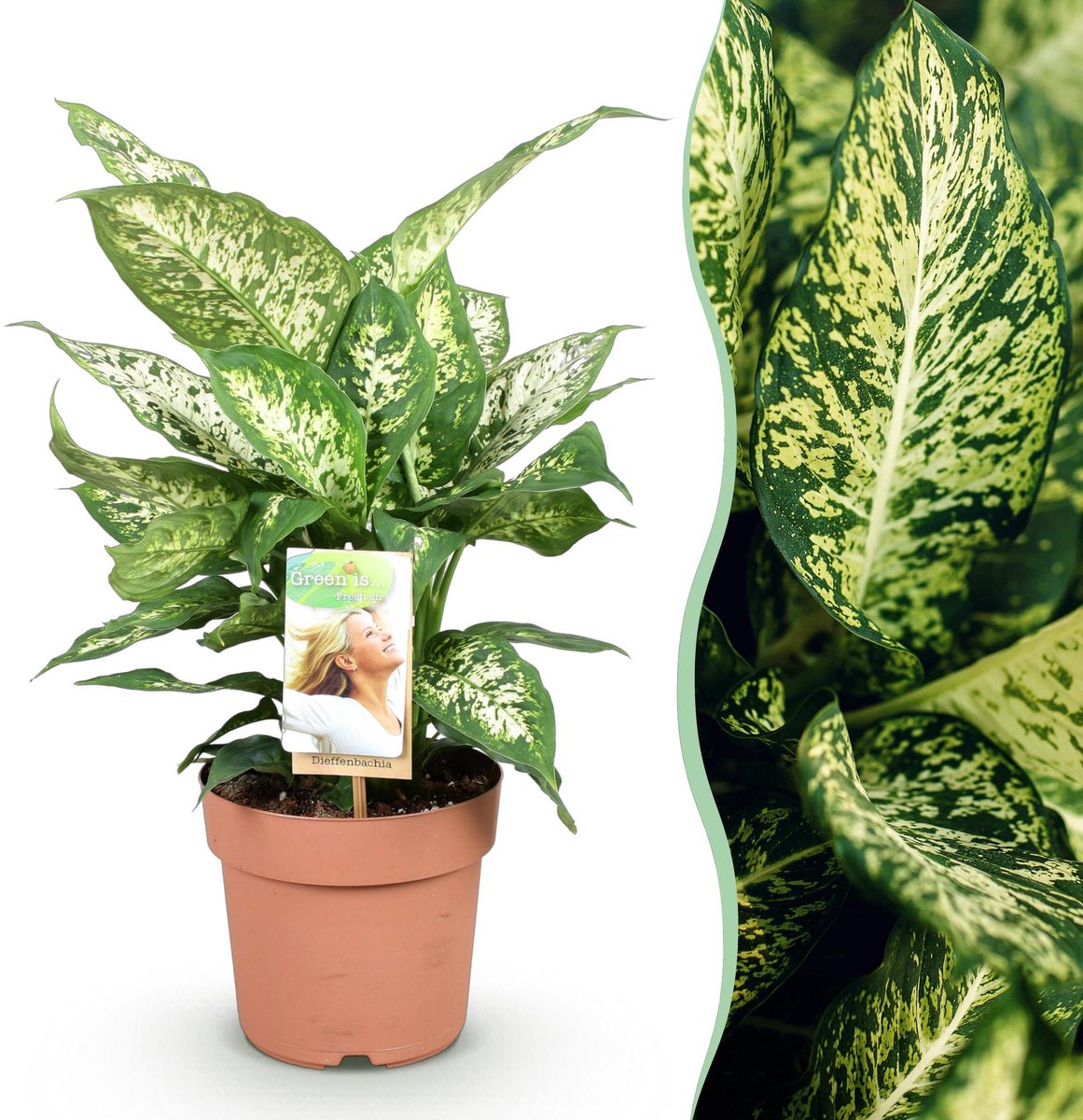 Green is... Kamerplanten - Diefenbachia Compacta - Dieffenbachia - Weinig onderhoud - Groen - 1 Plant - Pot 17cm - Hoogte 45-50cm