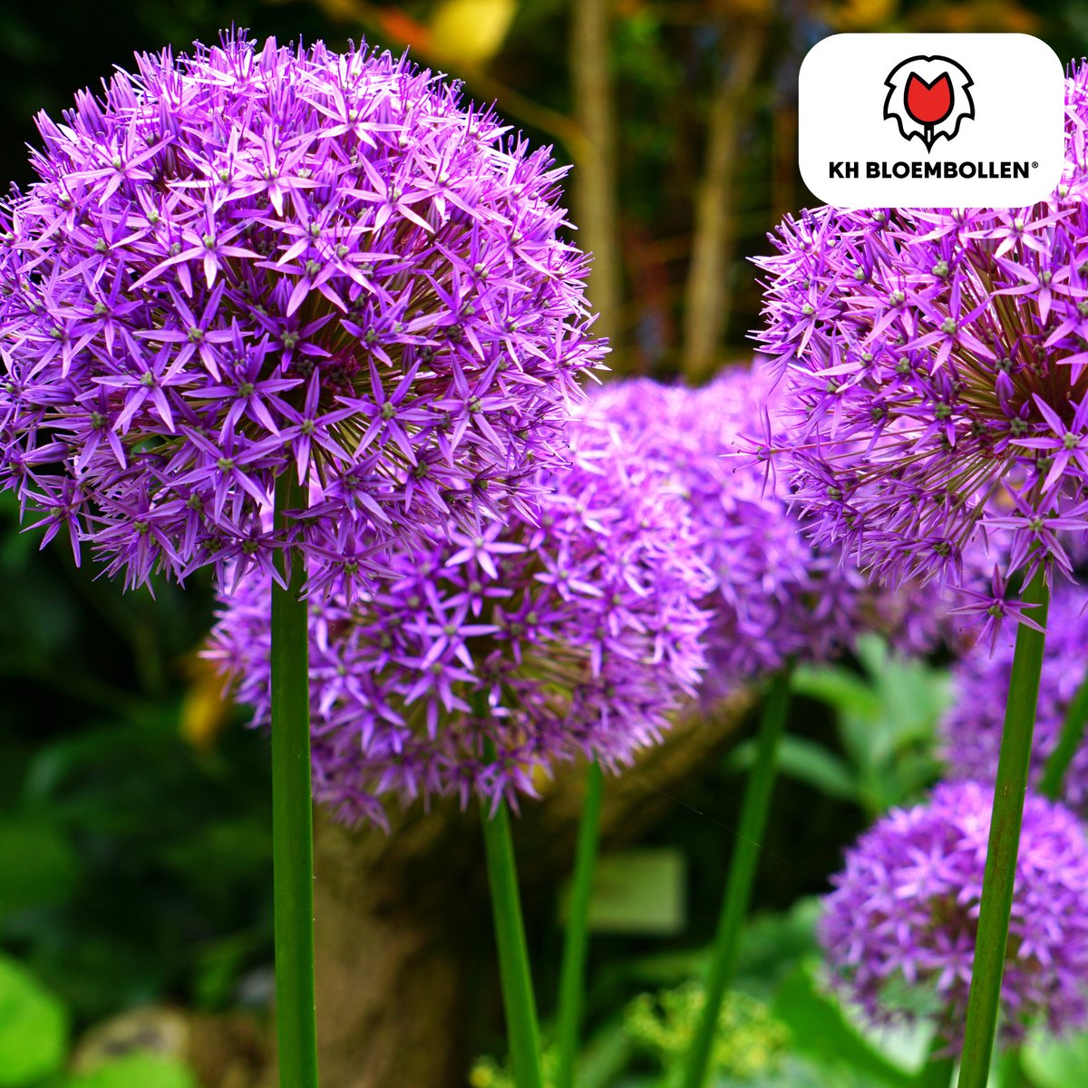 Allium Globemaster 5 stuks