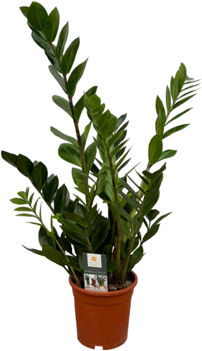 Zamioculcas - 70 cm - Ø17cm