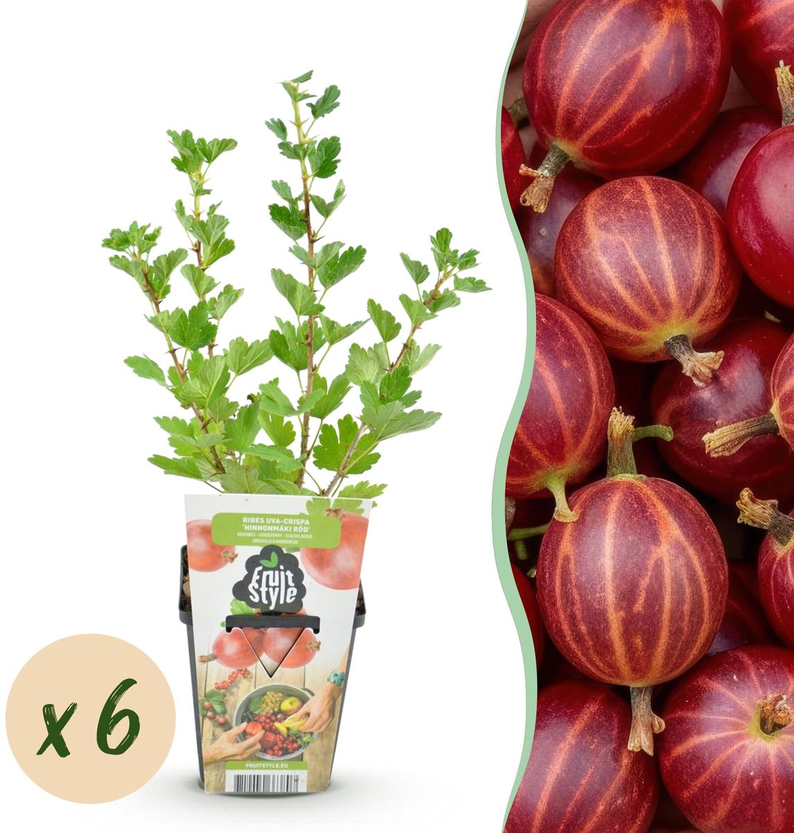 Fruitplanten - Kruisbes - Ribes uva-crispa Hinnonmaki Rod - Winterhard - 6 Planten - Pot 9 cm - Rode Bes